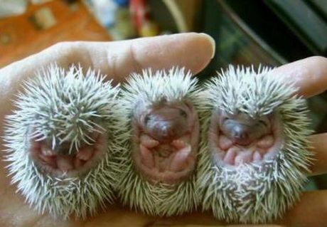 porcupine_babies.jpg